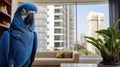 Pet hyacinth macaw's presence, a feathered friend Royalty Free Stock Photo