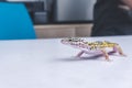 A pet juvenile leopard gecko crawling on a white table at a veterinarian clinic Royalty Free Stock Photo