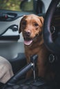 Pet Labrador dog panting in a hot car Royalty Free Stock Photo