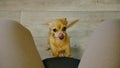 The pet lays its paws on the chair for the mistress. Toy terrier looks with yes. Top view, indoor. Dog ask begging for Royalty Free Stock Photo