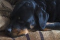 Pet Life Concept. Close-up of a napping Rottweiler\'s head