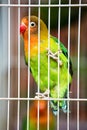 Pet Lovebirds at a local pet store, Guilin China