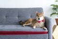 Pet Lover concept. Japanese dog on the sofa in living room. Shiba Inu is a Japanese dog that is famous throughout the world Royalty Free Stock Photo