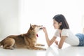 Pet Lover. Shiba Inu dog and girl on the floor in the room. Asian girl are teaching and training dogs in bedroom