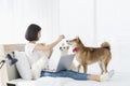 Pet Lover. A young Asian woman with a Shiba Inu and a Maltese puppy on the bed in her bedroom. A young woman is working on a home Royalty Free Stock Photo