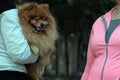 A girl in white clothes holding a red dog of spitz breed in her arms and talking to a woman in a pink jacket. Summer. Concept Pet