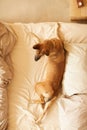Pet lying in bed Royalty Free Stock Photo