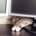 Pet is lying behind the monitor of the home office computer on the table. Lockdown and remote work from home due to the virus
