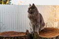 A pet Maine Coon cat of gray graphite color climbs and walks among the dry branches of trees in the garden. Royalty Free Stock Photo