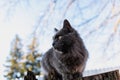 A pet Maine Coon cat of gray graphite color climbs and walks among the dry branches of trees in the garden. Royalty Free Stock Photo