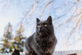 A pet Maine Coon cat of gray graphite color climbs and walks among the dry branches of trees in the garden. Royalty Free Stock Photo