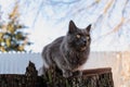 A pet Maine Coon cat of gray graphite color climbs and walks among the dry branches of trees in the garden. Royalty Free Stock Photo
