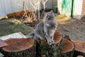 A pet Maine Coon cat of gray graphite color climbs and walks among the dry branches of trees in the garden. Royalty Free Stock Photo