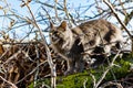 A pet Maine Coon cat of gray graphite color climbs and walks among the dry branches of trees in the garden. Royalty Free Stock Photo