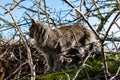 A pet Maine Coon cat of gray graphite color climbs and walks among the dry branches of trees in the garden. Royalty Free Stock Photo