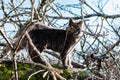 A pet Maine Coon cat of gray graphite color climbs and walks among the dry branches of trees in the garden. Royalty Free Stock Photo