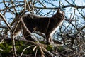 A pet Maine Coon cat of gray graphite color climbs and walks among the dry branches of trees in the garden. Royalty Free Stock Photo