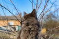 A pet Maine Coon cat of gray graphite color climbs and walks among the dry branches of trees in the garden. The season Royalty Free Stock Photo