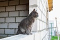 A pet Maine Coon cat of gray graphite color climbs and walks among the dry branches of trees in the garden. The season Royalty Free Stock Photo