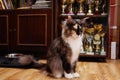 Pet, the Maine Coon is the champion of cat shows