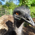 Pet male emu flightless bird Royalty Free Stock Photo