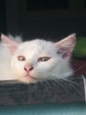Pet mammal animal cat whiskers nose kitten skin carnivor eye snout organ white Royalty Free Stock Photo