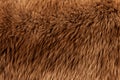 a pet mammal fur animal canine furry pelt background thick puppy kitty beauty allergic allergies pets nature pelage backdrop dog Royalty Free Stock Photo