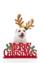 Pet with Merry Christmas message Royalty Free Stock Photo