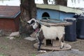 Farm Animal Series - Milk Goat Breeds Royalty Free Stock Photo