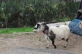 Farm Animal Series - Milk Goat Breeds Royalty Free Stock Photo