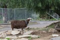 Farm Animal Series - Milk Goat Breeds - Toggenberg Royalty Free Stock Photo