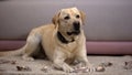 Pet misbehavior, funny labrador dog lying near torn japanese yen banknotes