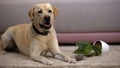 Pet misbehavior, funny labrador retriever dog lying near broken potted plant Royalty Free Stock Photo