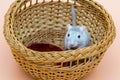 Pet mouse grey color eating from a bowl Royalty Free Stock Photo