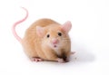 Pet Mouse Rodent Animal Royalty Free Stock Photo