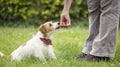 Pet obedience training, trainer with her dog Royalty Free Stock Photo