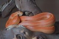 Pet orange yellow corn snake coils around a branch