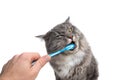 Pet owner brushing cat teeth with toothbrush Royalty Free Stock Photo