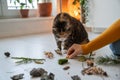 Pet owner entertaining her lazy fluffy cat teaches her to distinguish smells sitting on floor.