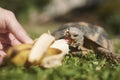 Pet owner giving his turtle a ripe banana to eat