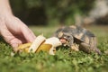 Pet owner giving his turtle a ripe banana to eat
