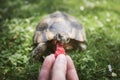 Pet owner giving his turtle ripe raspberry to eat