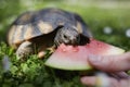 Pet owner giving his turtle ripe watermelon to eat