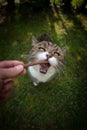 pet owner hand feeding cat with snack outdoors