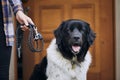 Pet owner preparing his cheerful Czech mountain dog for walk