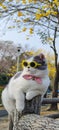 Pet owner takes cat to park for sight in springwith nice chrysanthemum Suzuki background