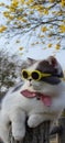 Pet owner takes cat to park for sight in springwith nice chrysanthemum Suzuki background