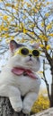 Pet owner takes cat to park for sight in springwith nice chrysanthemum Suzuki background