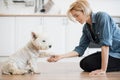 Pet owner teaching dog to give paw on sunny day at home