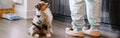 Pet owner training puppy dog to obey. Cute small dog pet sitting on floor looking up on its owner waiting for treat food. Home